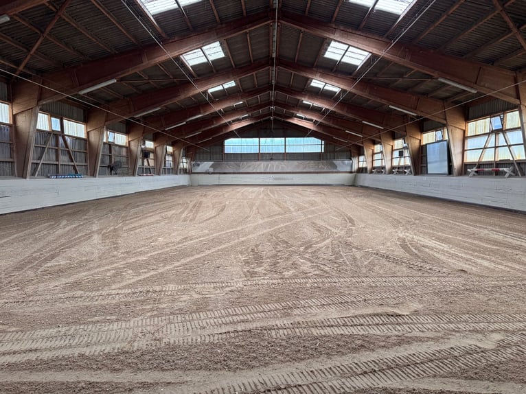 Springpferde Beritt in neu renovierter Anlage bei Luzern