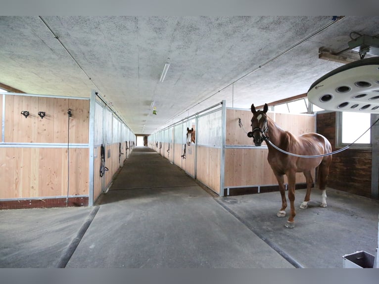 Springpferde Beritt in neu renovierter Anlage bei Luzern