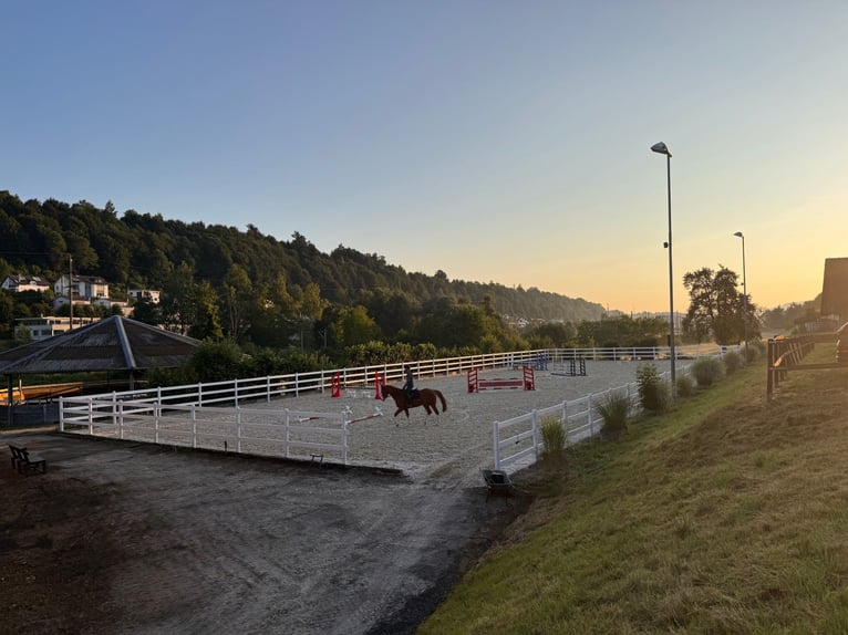 Springpferde Beritt in neu renovierter Anlage bei Luzern