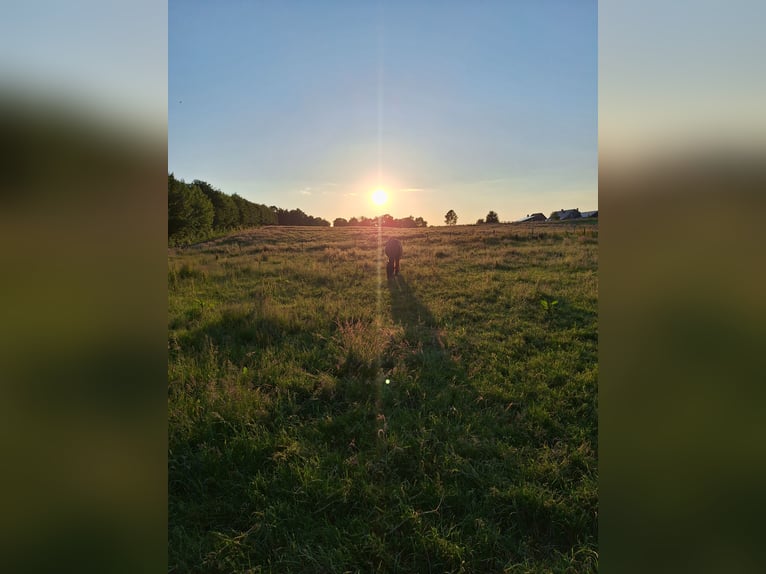 Szkolenie konia na południe od Hamburga / Seevetal