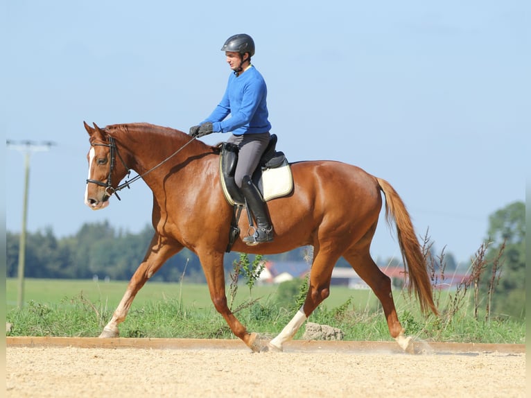 Trening, szkolenie konia i jeźdźca, plac treningowy, szkolenie koni, szkolenie młodych koni, trening