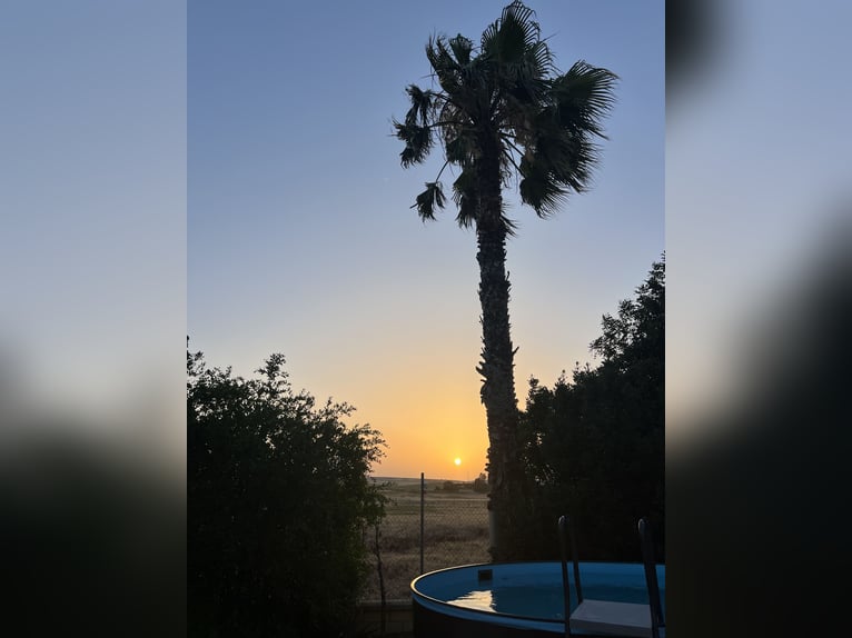 Andaluzja i jej wspaniałe konie – Jerez de la Frontera