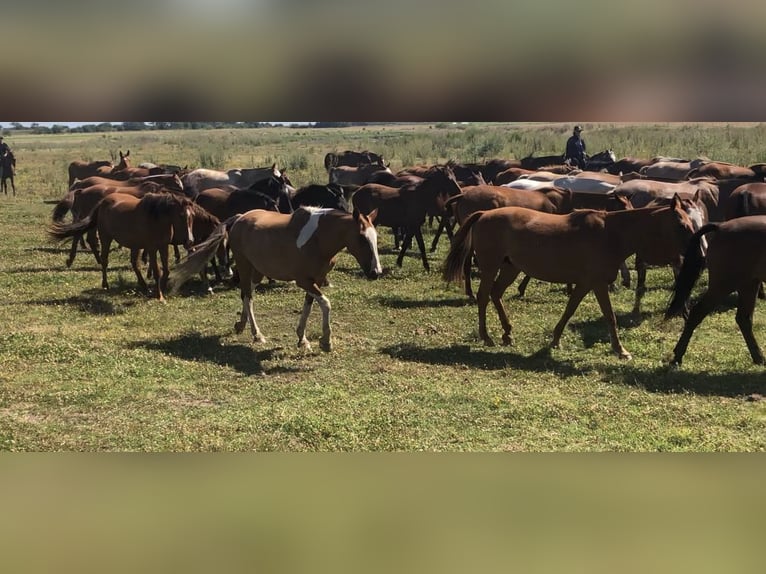 AUTHENTIC POLO RANCH NEAR BUENOS AIRES.