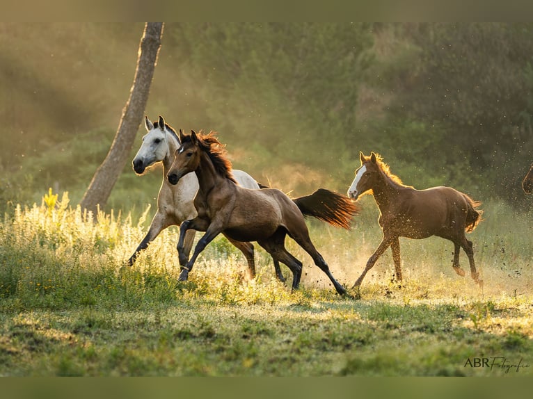 Ekskluzywne wakacje jeździeckie najwyższej klasy na Lusitano Masterhorses
