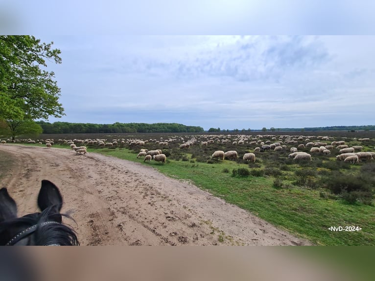 Hodowla koni na Veluwe!