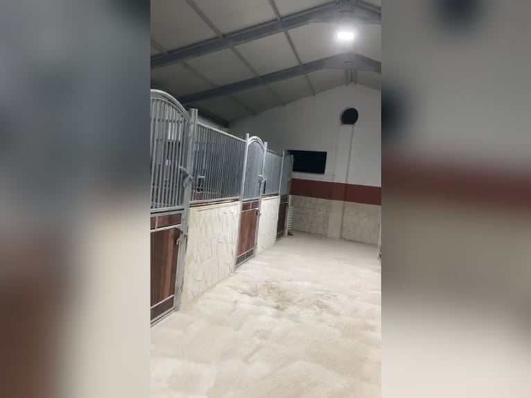 Odkryj świat koni andaluzyjskich