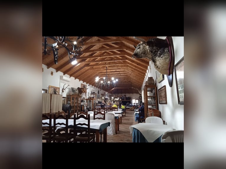 Odkryj świat koni andaluzyjskich