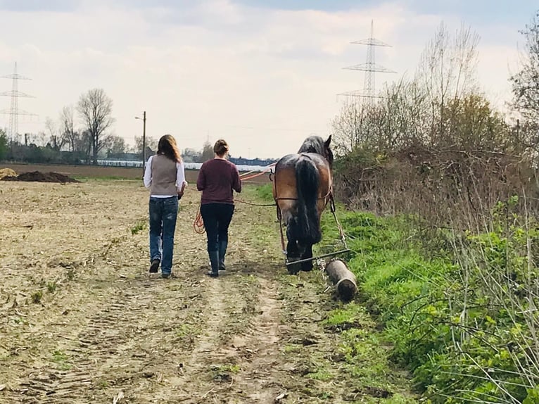 Urlaub gegen Hand mit Arbeitspferden