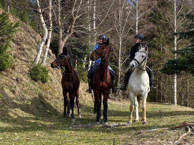 Urlaub mit dem eigenen Pferd 