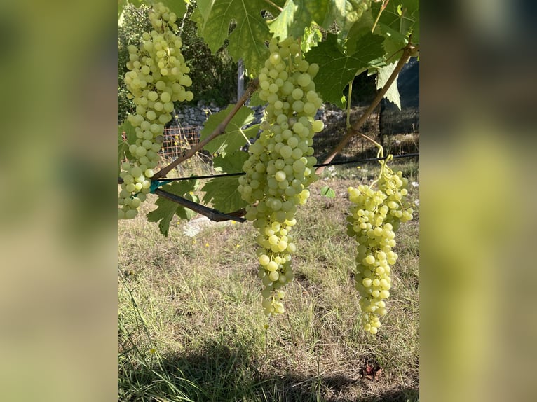Wakacje jeździeckie w Toskanii