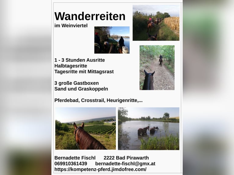 Wanderreiten in Niederösterreich