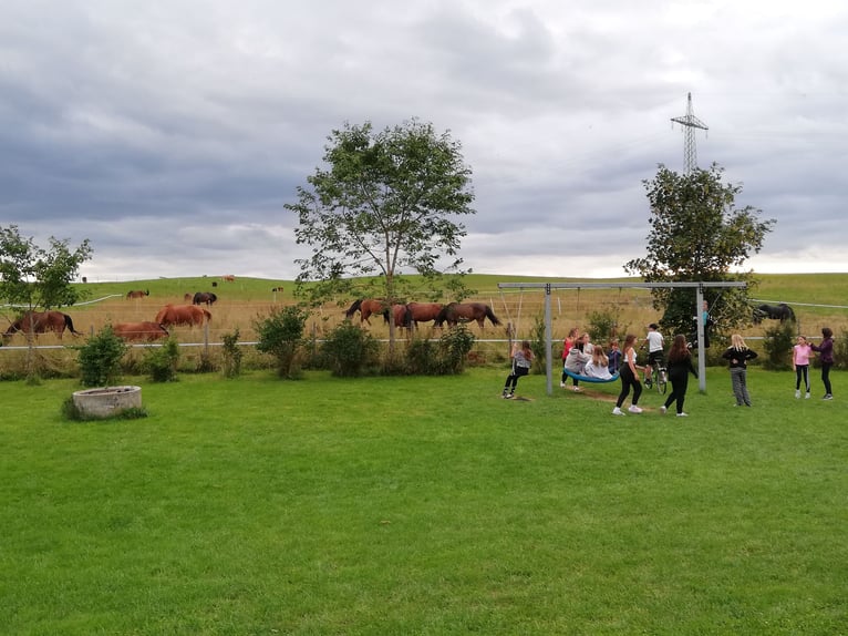 Obozy jeździeckie, ferie jeździeckie, obozy dla jeźdźców, wakacje jeździeckie na Zielone Świątki / l