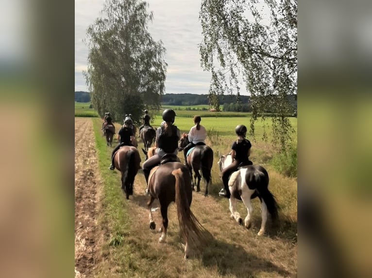 Obozy jeździeckie, ferie jeździeckie, obozy dla jeźdźców, wakacje jeździeckie na Zielone Świątki / l