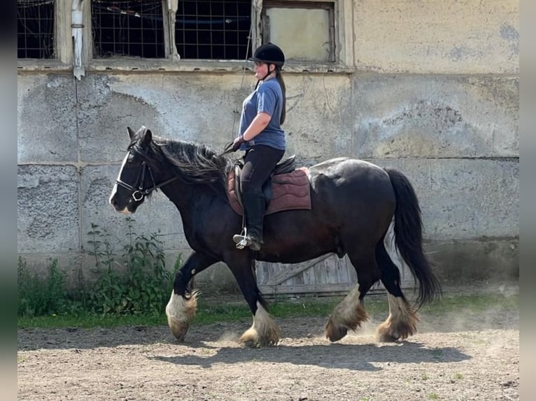 Obozy jeździeckie w stadninie 🐎