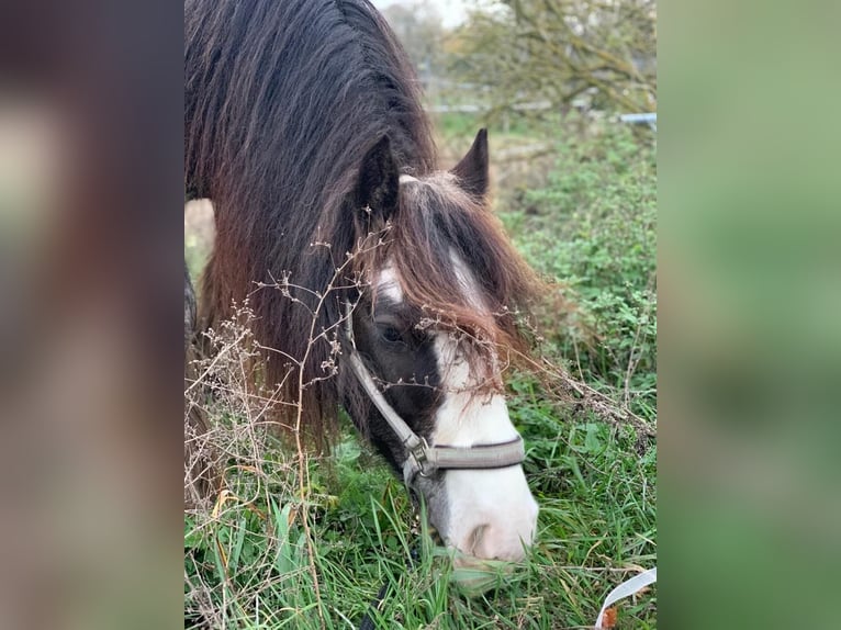 Obozy jeździeckie w stadninie 🐎