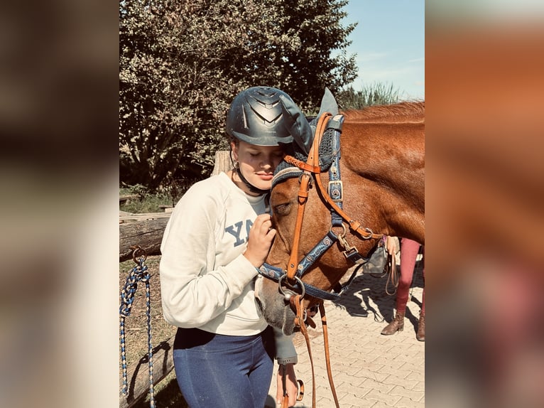 🐣 Ostatnia chwila: Twoja własna klacz na ferie wielkanocne! 🐴