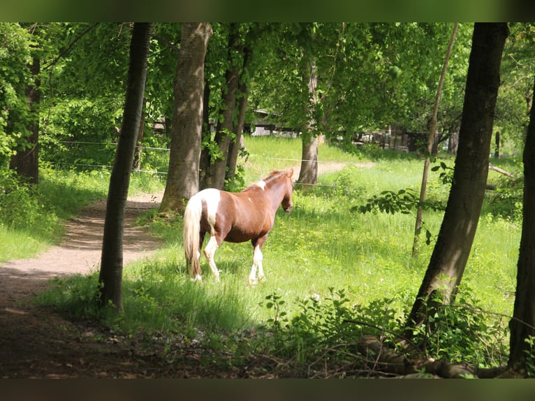 Reiterferien auf dem Reiterhof Lüneburger Heide