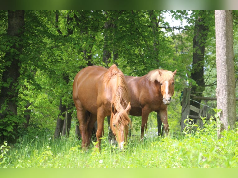 Reiterferien auf dem Reiterhof Lüneburger Heide