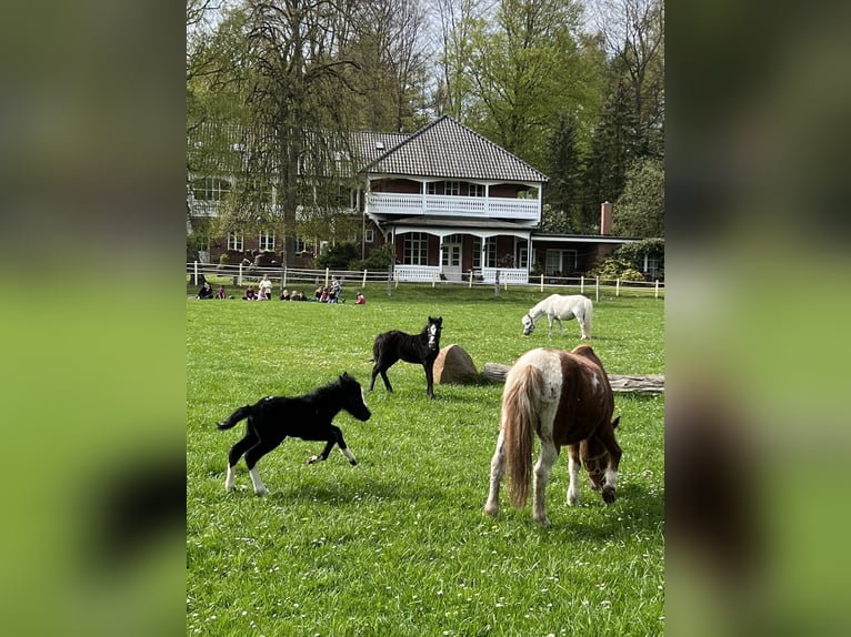 Reiterferien für Kinder in der Lüneburger Heide seit über 60 Jahren