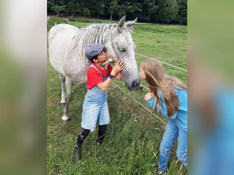 Reittherapie für Kinder und Erwachsene