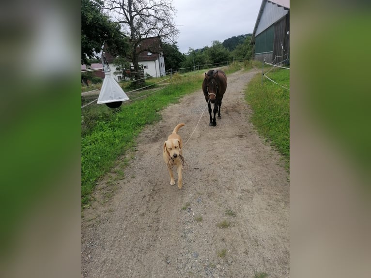 Wakacje jeździeckie / Kursy jazdy konnej w Dolinie Miłości (Bodensee)