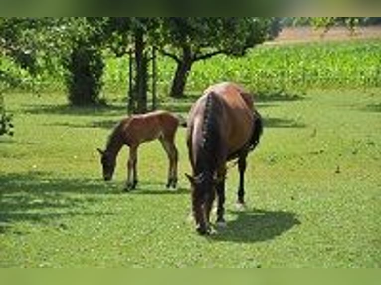 Wakacje jeździeckie / Kursy jazdy konnej w Dolinie Miłości (Bodensee)
