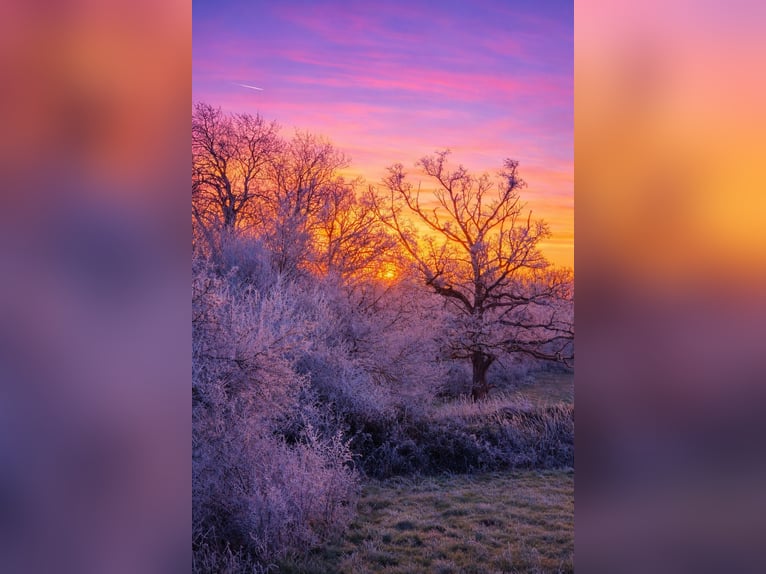Rodzinna przygoda w sercu stadniny – natura, konie i dobre samopoczucie