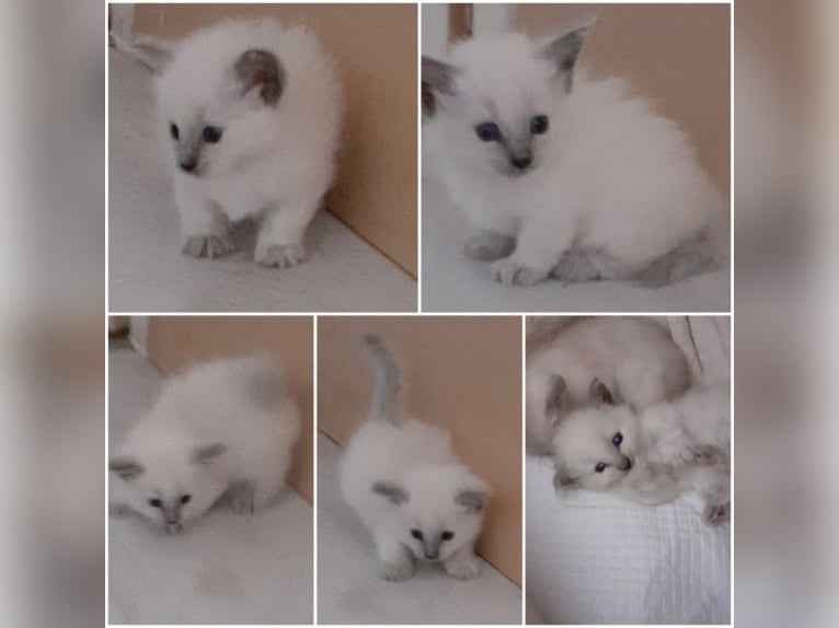 Kocięta Munchkin
