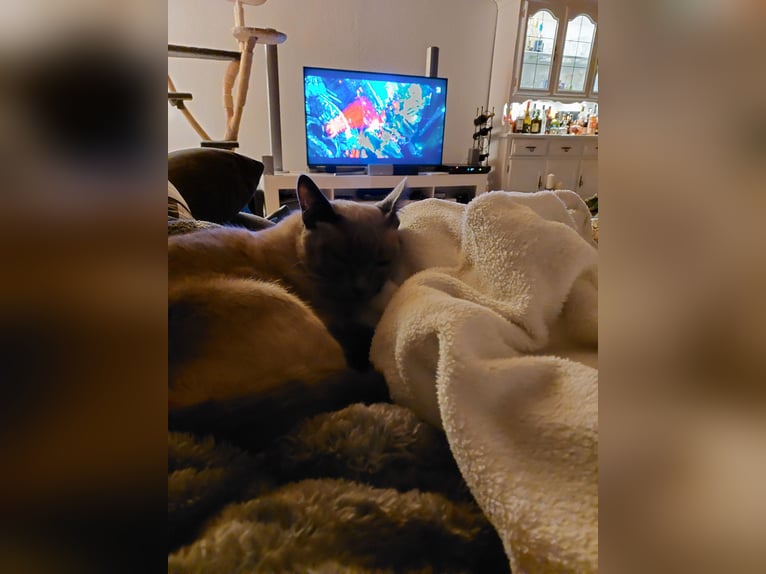 Oferuję opiekę nad kotami / opiekę nad kotami w rodzinie zajmującej się ochroną zwierząt