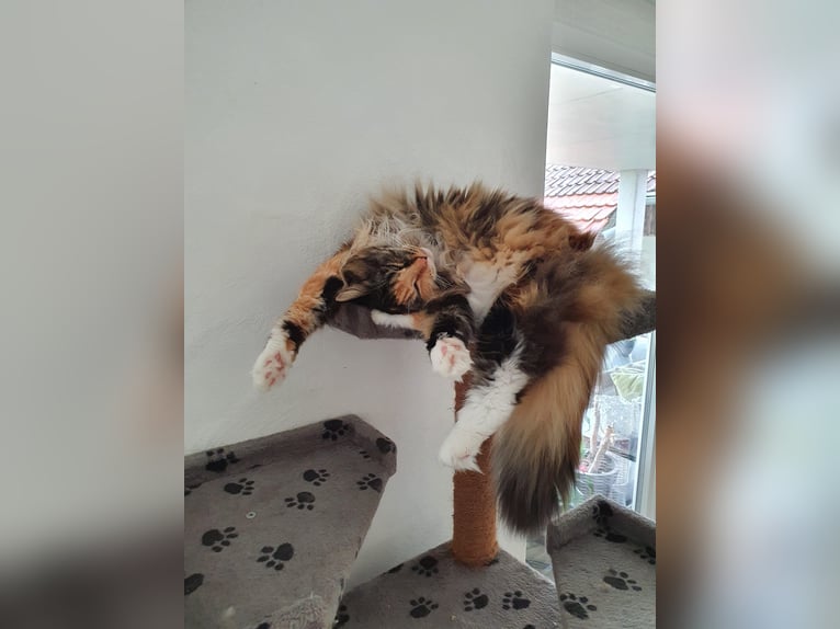 Oferuję opiekę nad kotami / opiekę nad kotami w rodzinie zajmującej się ochroną zwierząt