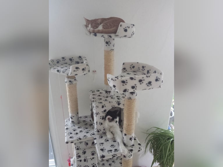 Oferuję opiekę nad kotami / opiekę nad kotami w rodzinie zajmującej się ochroną zwierząt