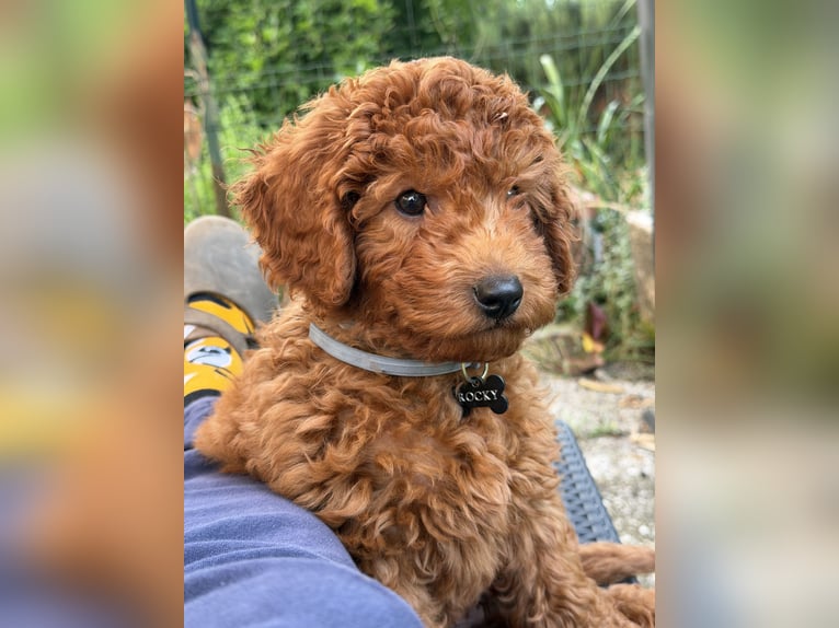 Sprzedam Toy Poodle
