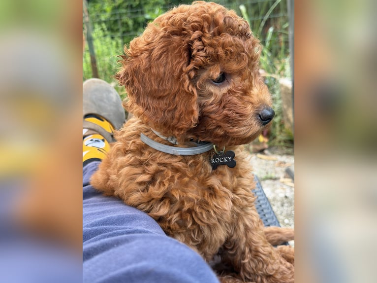 Sprzedam Toy Poodle