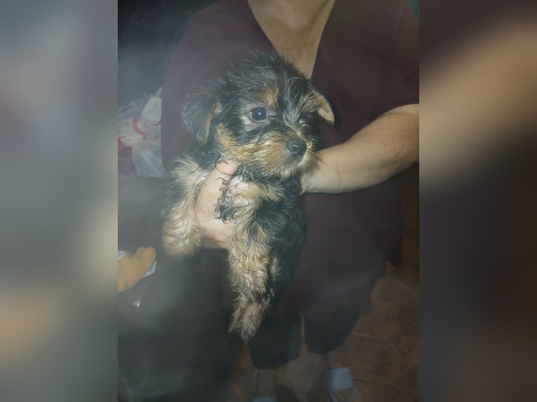 Szczenięta Yorkshire Terrier