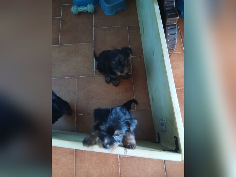 Szczenięta Yorkshire Terrier