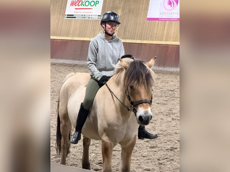 🐴 Szukasz kucyka/konia