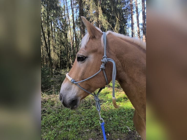 Udział w opiece nad wałachem