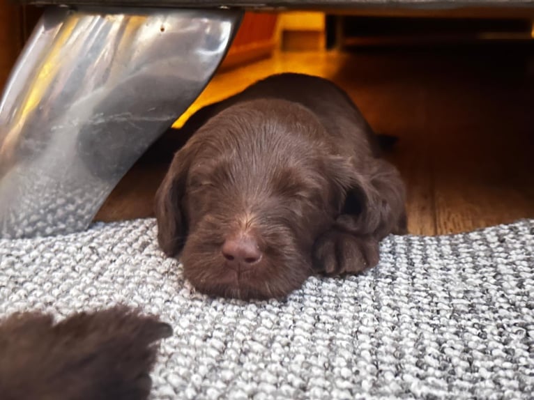 Uroczy Labradoodle