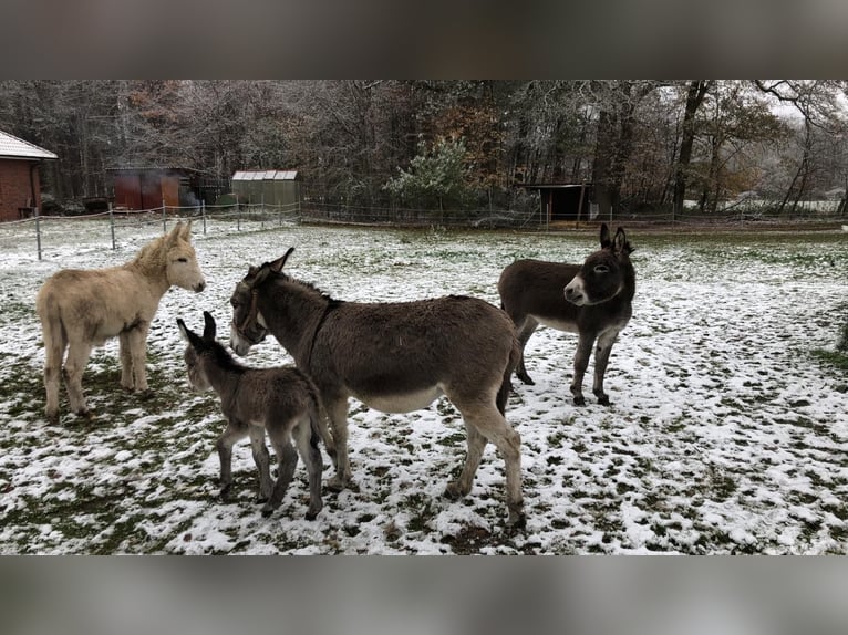 Eselhengst Merlin 2Jahre alt 