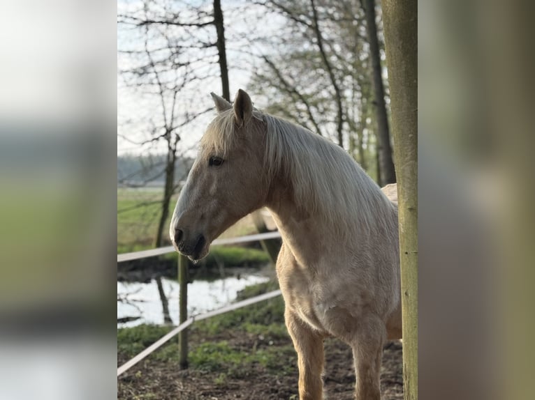 Dojazd do terenu rekreacyjnego bezpośrednio nad Morzem Północnym