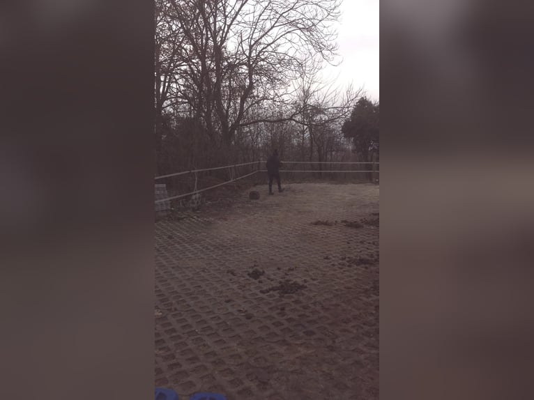 Gartengrundstück Mietgarten Pferde Offenstall Tierhaltung Anbau Gartengrundstück Mietgarten Pferde Offenstall Tierhaltung Anbau