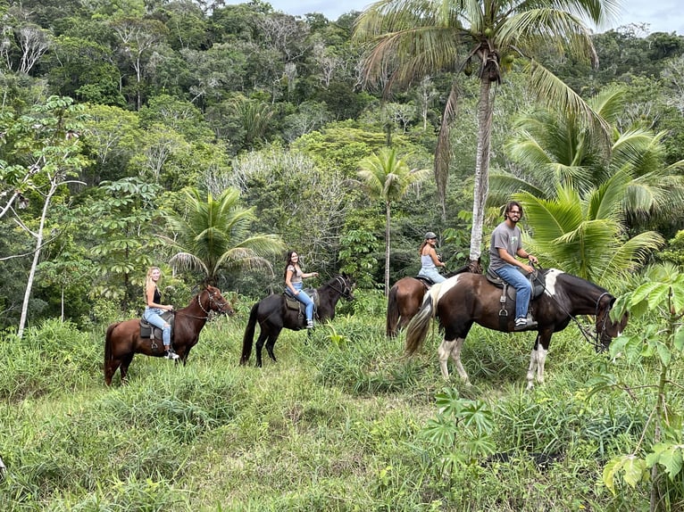 Ökotourismus-Fazenda von 15,7 ha von Itacaré Bahia, Brasilien