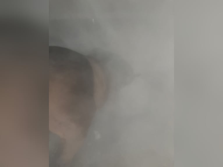 Rehaplätze für Huster in 96132 Thüngbach unter tierärztlicher Leitung