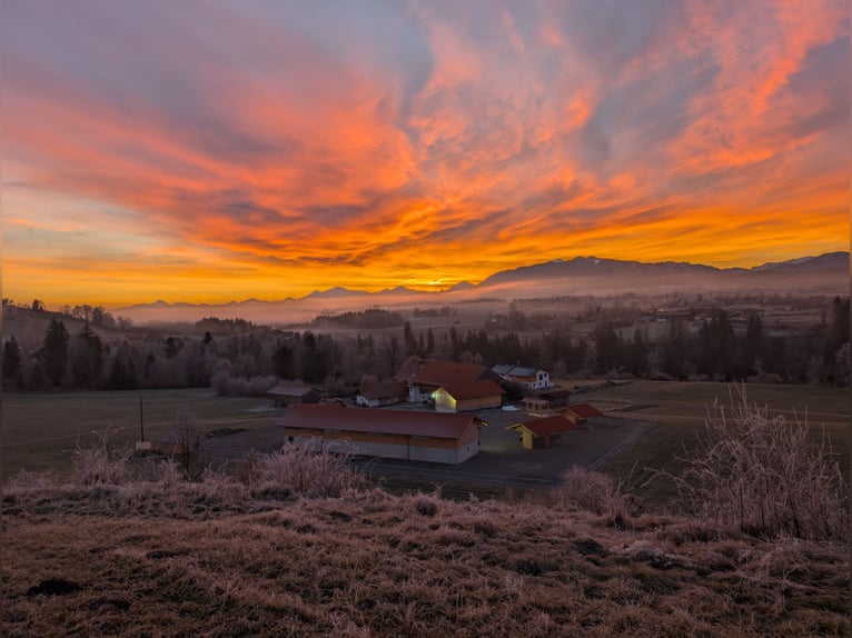 Staj z wolnym wybiegem na gospodarstwie koni Ammerblick NOWOŚĆ!!