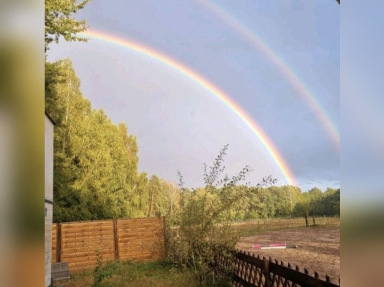Stallplatz Offenstall/Trail/Aktivstall