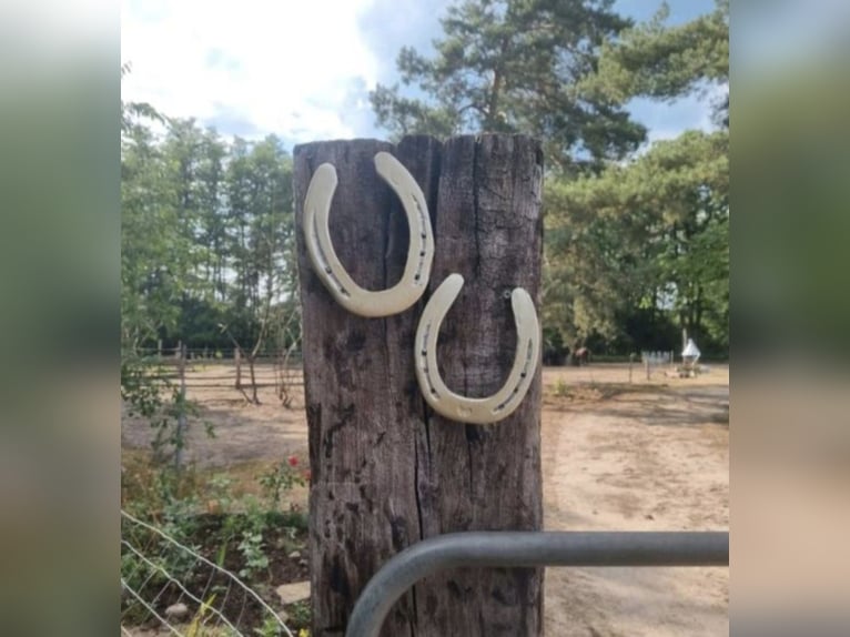 Stallplatz Offenstall/Trail/Aktivstall