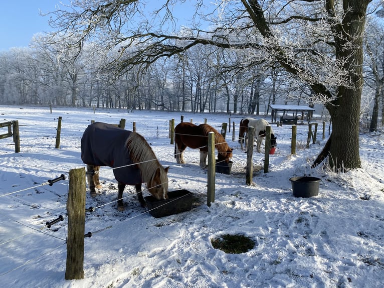 Wolne miejsce dla emeryta na paddock trail w Prignitzu