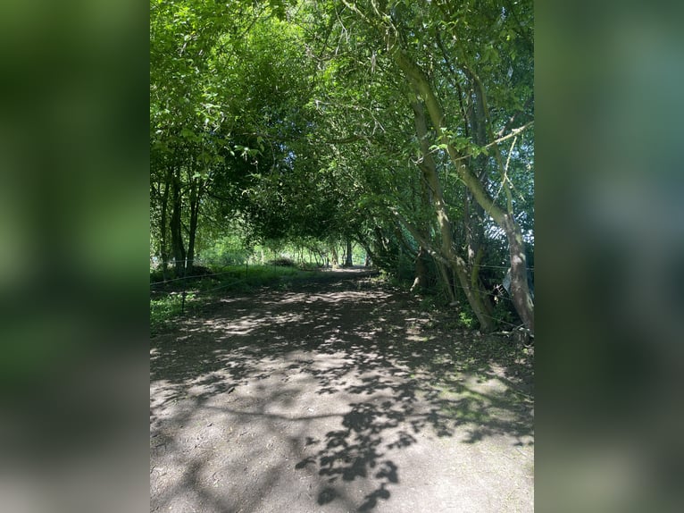 Wolne miejsce na padok lub trail dla koni