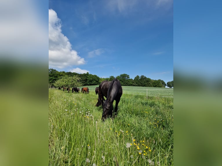 Wolne miejsce w boksie aktywnym / wolnym stajni