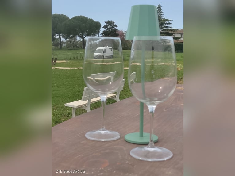 Wynajem powierzchni na gospodarstwie rolnym specjalizującym się w hodowli kucyków i koni